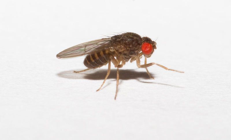 Fruit fly Culture Drosophila hydei No winter shipping