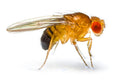 Fruit fly Culture Drosophila melanogaster - no winter shipping unless item UH-96 is purchased eith Xpresspost