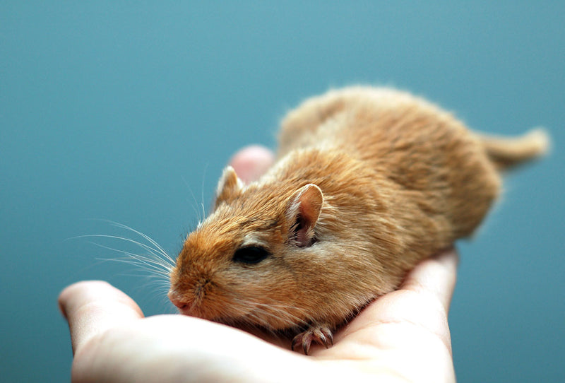 Gerbil Breeder Gerbils For Sale Gerbils