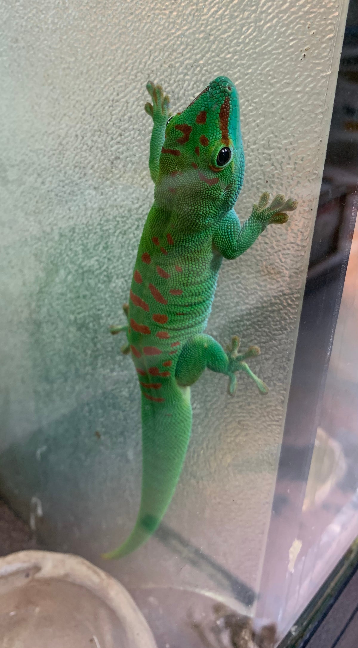 Giant Day Gecko Phelsuma Grandis 'Crimson Giant Day Gecko'