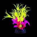 UT Glo Glowing Star Grass - Green - Small