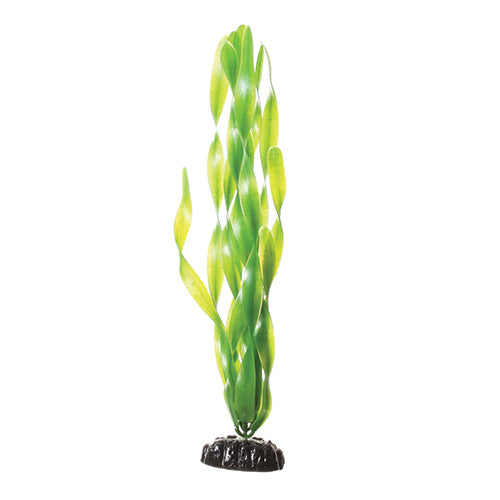 Green Jungle Vallisneria - 12"