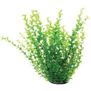Green Moneywort - 12" - Plant