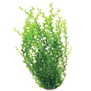 Green Moneywort - 16" - Plant
