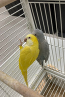 Hand-Raised Quaker Parrots - Yellow or Blue