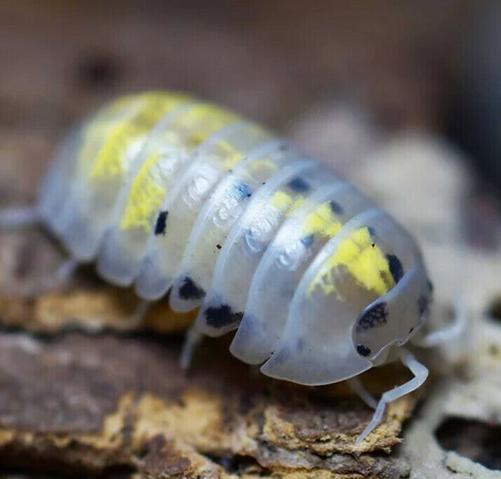 Magic Potion isopods Armadillidium vulgare - 12+