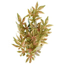 Japanese Maple - Red - 18" - Plant