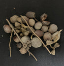 Jurassic Assorted Tropical Cones - Bio-Active