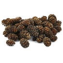 Newcal Pets Premium Alder Cones Approx. 50 per pack 1 oz.