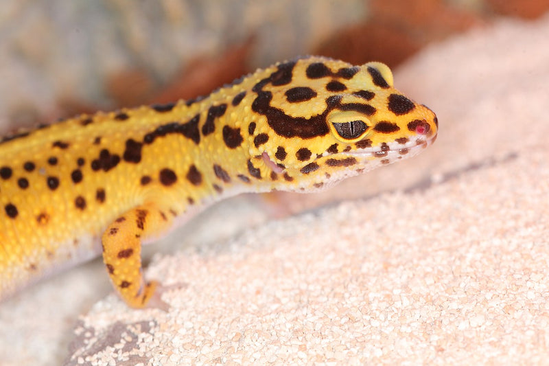 Leopard Gecko (regular)