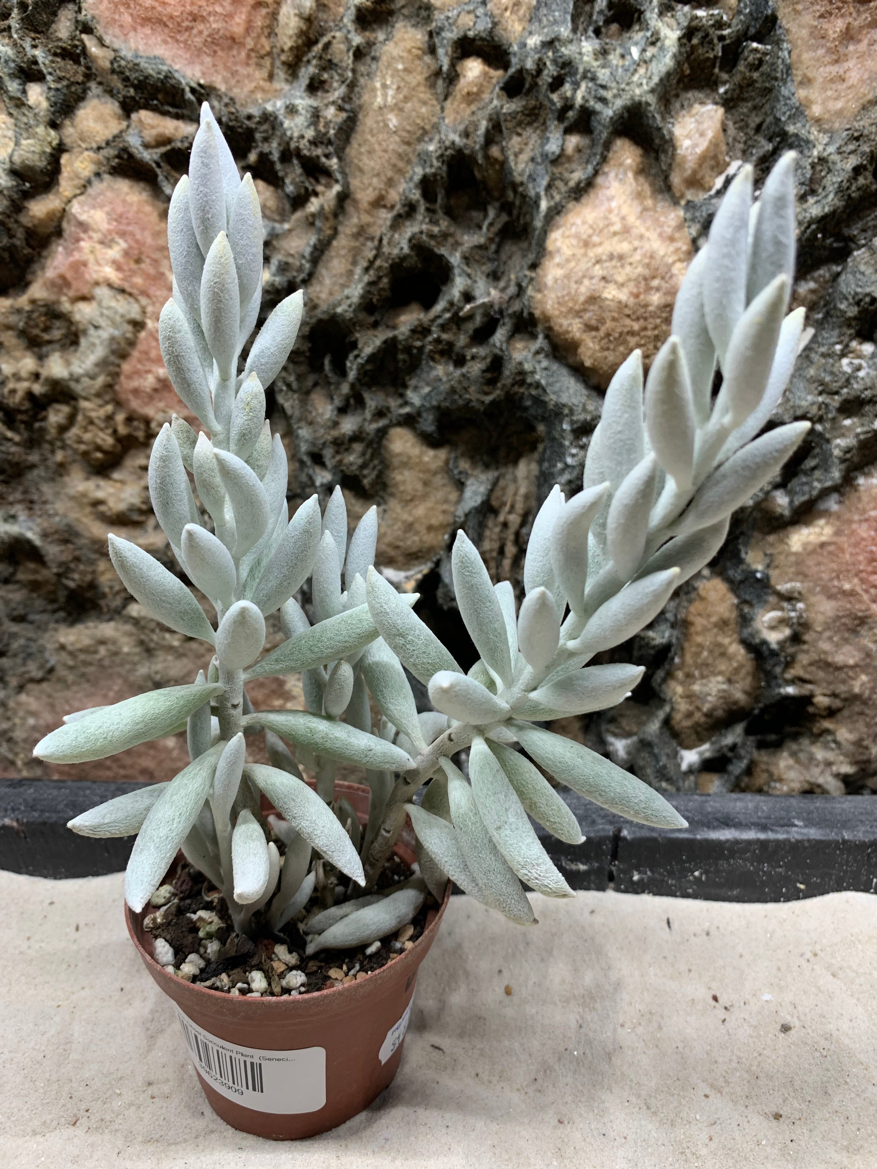 Senecio Haworthii