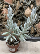 Live Cocoon Ghost Succulent Plant  (Senecio haworthii)