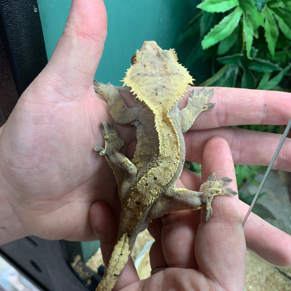 dracaena crested gecko Live Crested Gecko (Correlophus ciliatus) - A