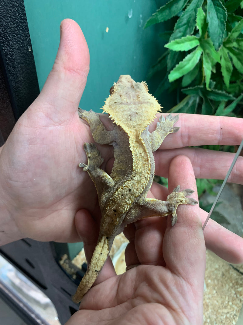 Live Crested Gecko (Correlophus ciliatus) - A - Male