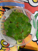 Live Dwarf Water Lettuce- Plant (Pistia stratiotes)