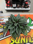 Live Emerald-ripple pepper Plant  (Peperomia caperata)