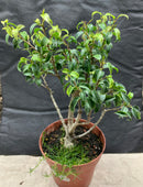 Live Fig Tree -  (Ficus benjamina) - Approx 12"