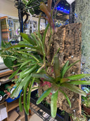 Live FireBall Bromelaid n' Moss Flat Cork Mount 11" x 16"  (Neoregelia Fireball)
