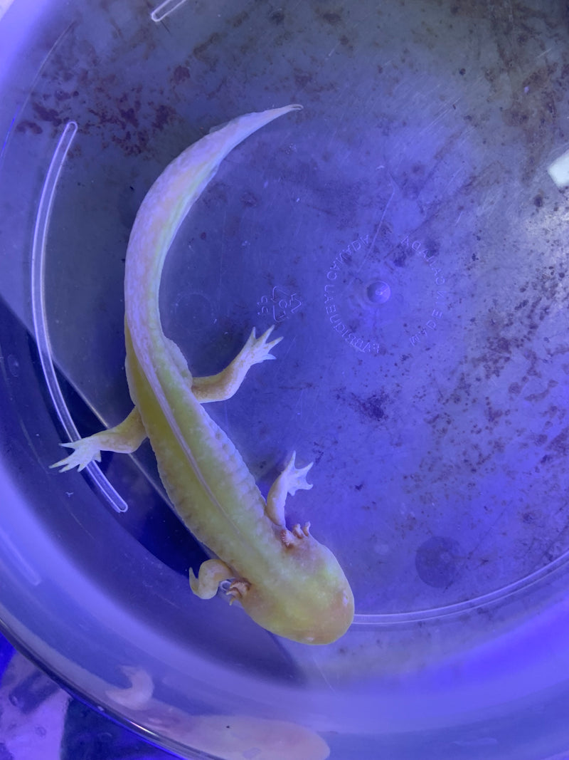 Live GFO Axolotl -  "A" - Male