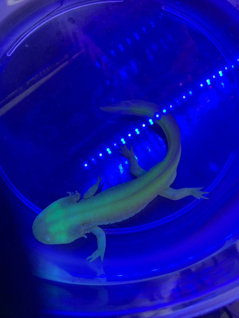 Live GFO Axolotl -  "A" - Male