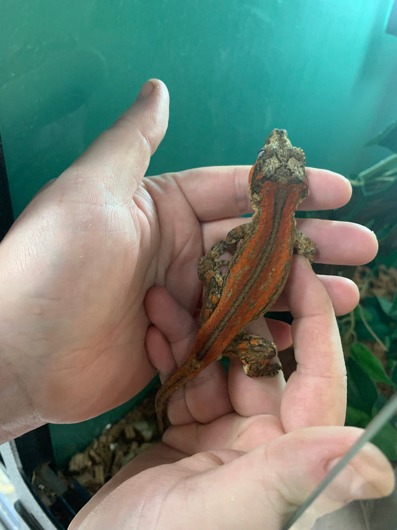 Live Gargoyle Gecko (Rhacodactylus auriculatus) - A - Male