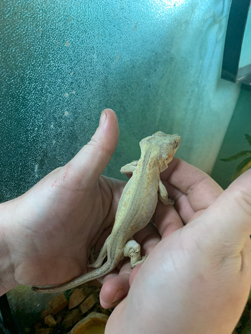 Live Gargoyle Gecko (Rhacodactylus auriculatus) - B - Male