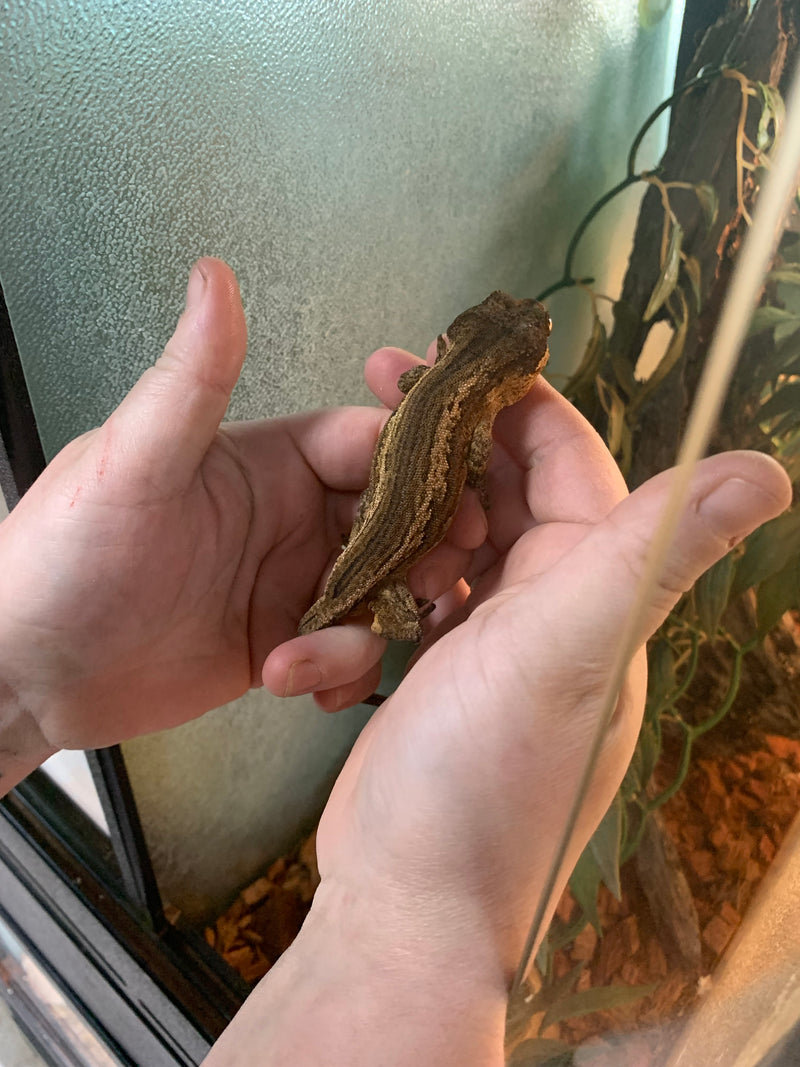 Live Gargoyle Gecko (Rhacodactylus auriculatus) - C - Male