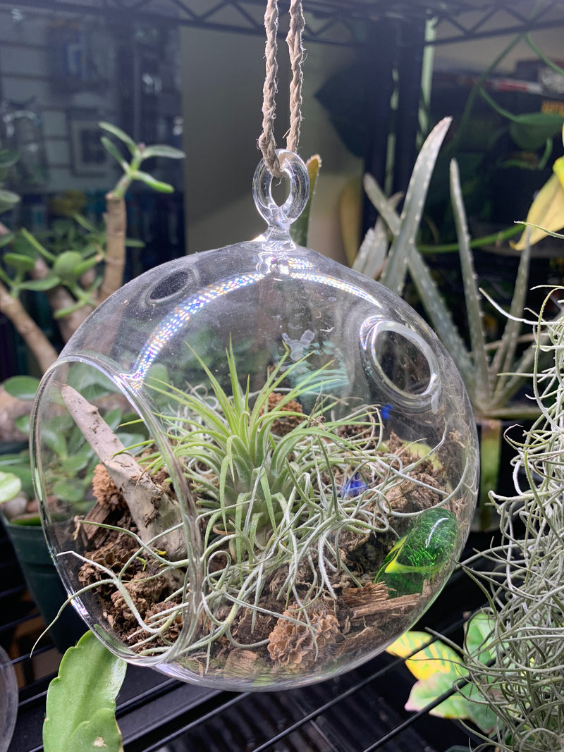 Live Glass Hanging Air Plant Display by Jules