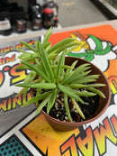 Live Happy Bean Succulent Plant (Peperomia ferreyrae)