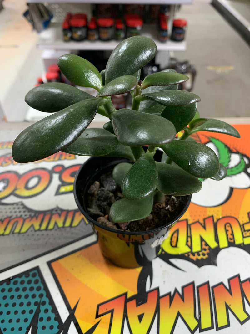 Live Jade Succulent Plant Medium (Crassula ovata)