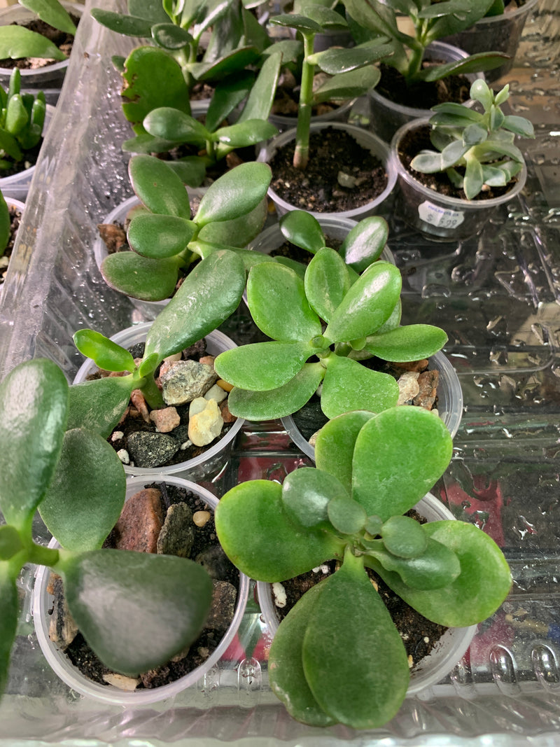 Live Jade Succulent Plant Small (Crassula ovata)