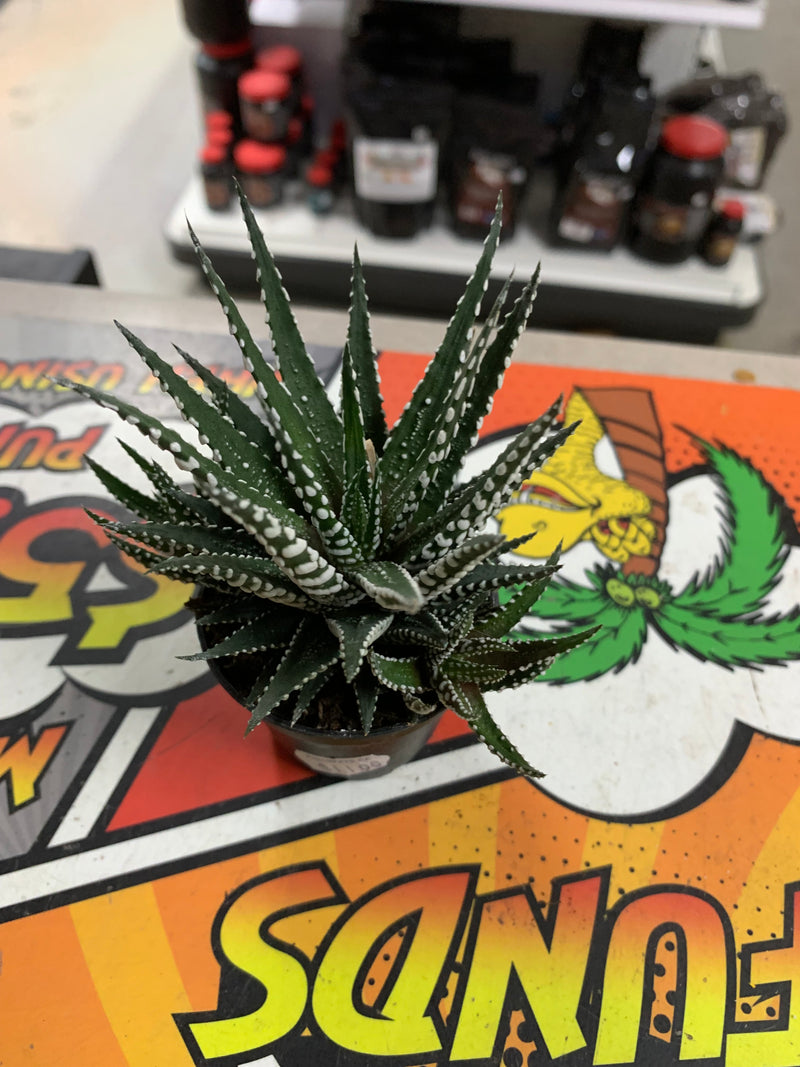 Live Little Zebra Plant  (Haworthia subfasciata)