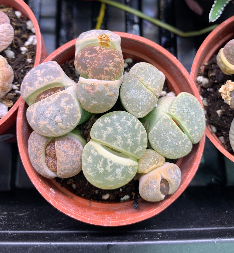 Live Living Stones Succulent Plant (Lithops olivacea)