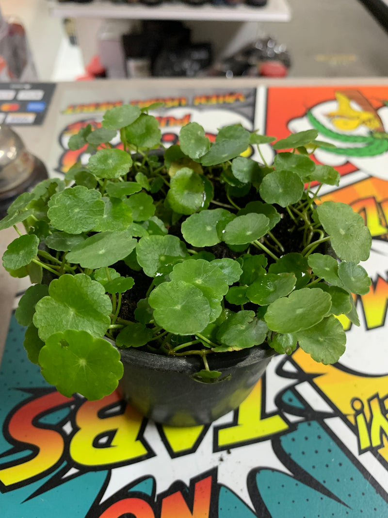 Live Marsh Pennywort - Plant (Hydrocotyle umbellata vulgaris)