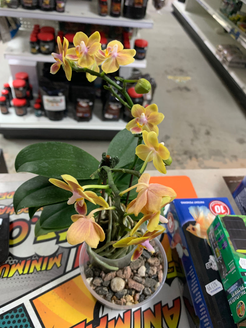 Live Moth Orchid Plant (Phalaenopsis singuliflora)