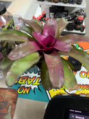 Live Neoregelia Bromeliad - Plant (Neoregelia 'grapevine')