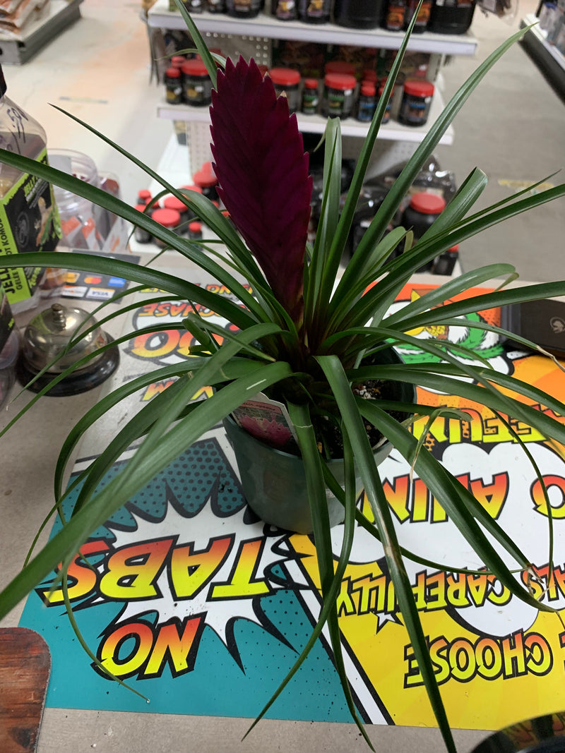 Live Pink Quill - Plant (Tillandsia cyanea)