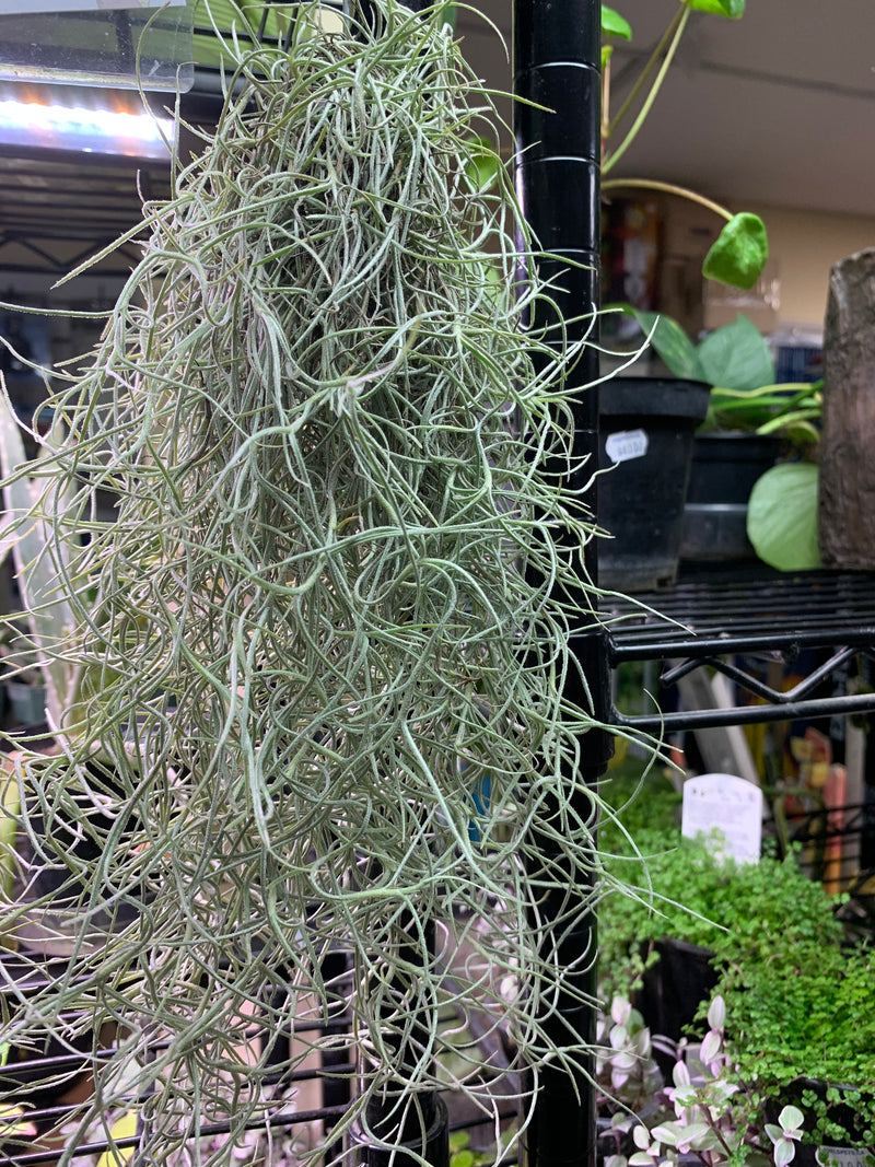 Live Spanish Moss - Plant (Tillandsia usneoides)