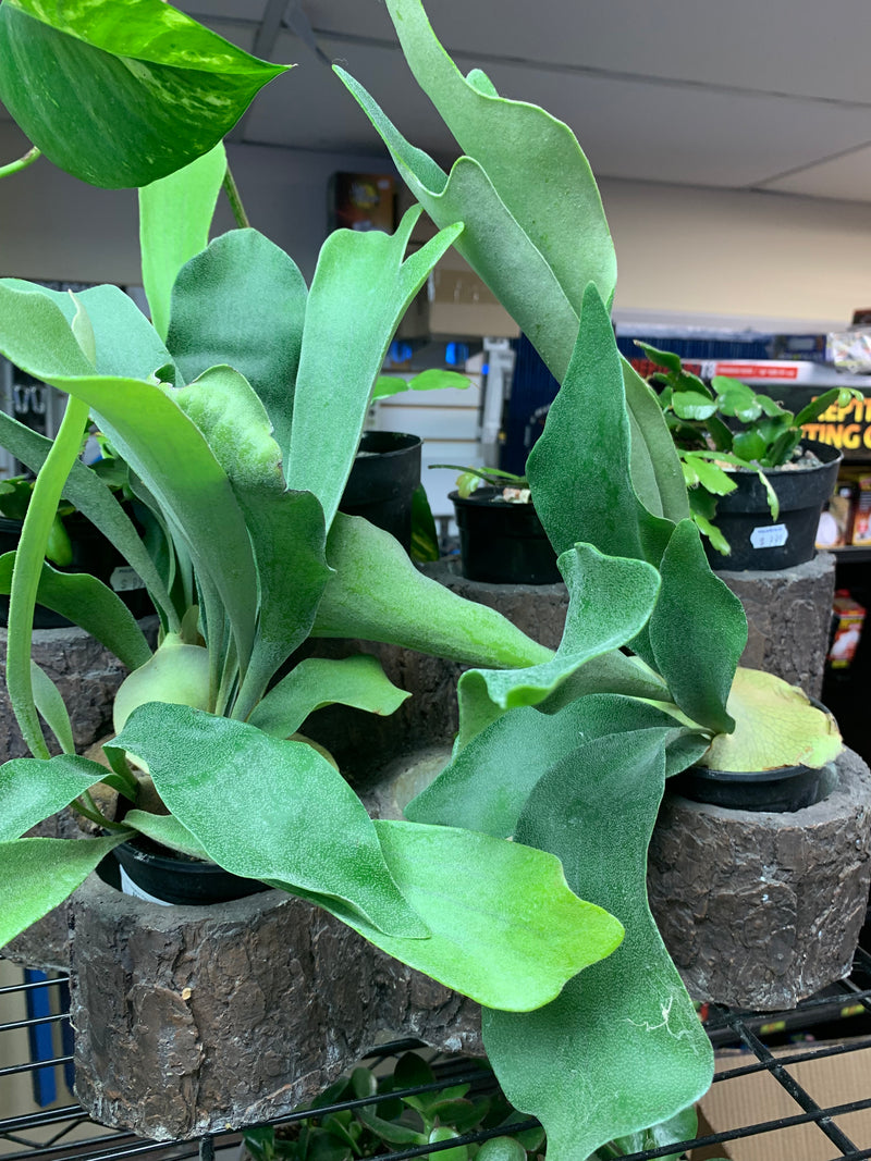 Live Staghorn Fern  (Platycerium bifurcatum)