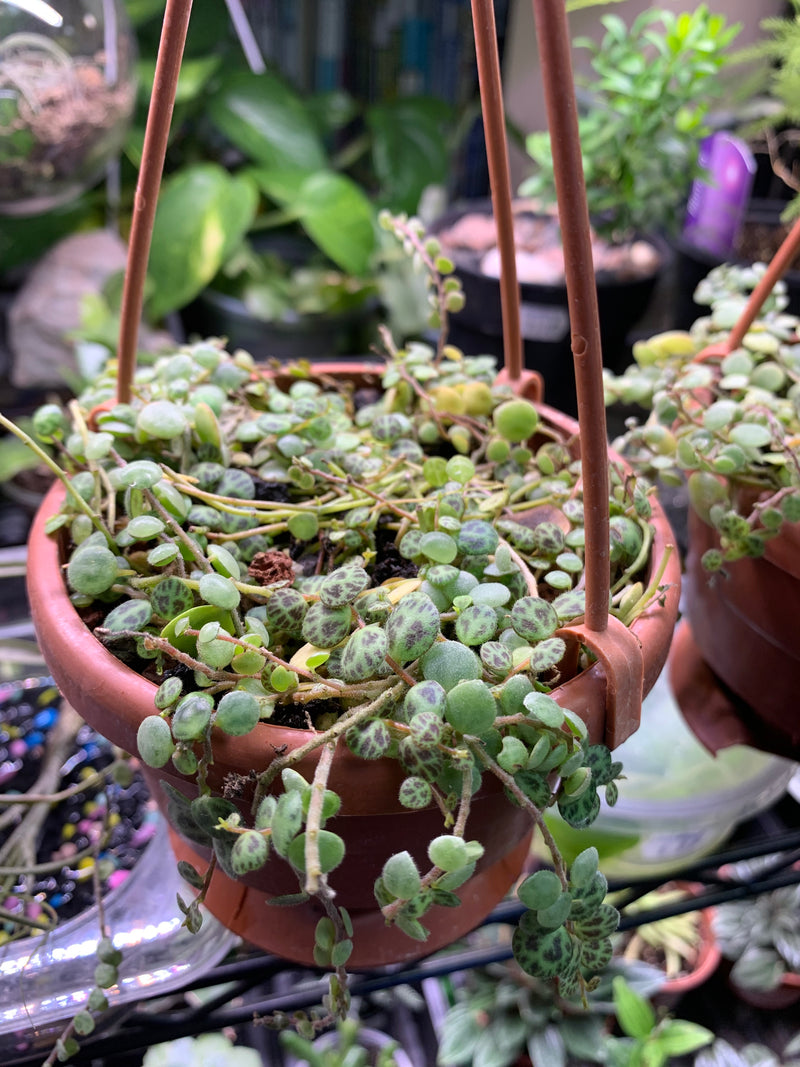 Live String of Turtles - Plant (Peperomia prostrata)