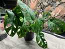 Live Swiss - Cheese - Plant (Monstera adansonii)