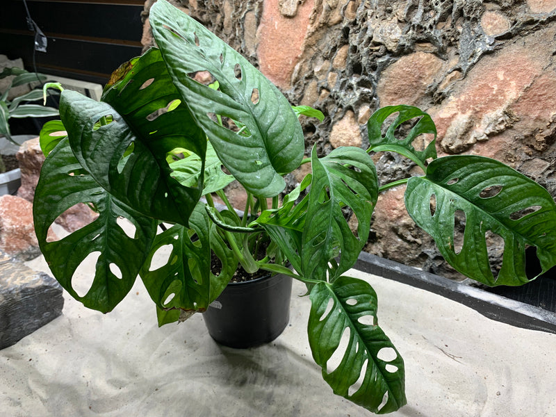 swiss cheese plant and pets Live Swiss - Cheese