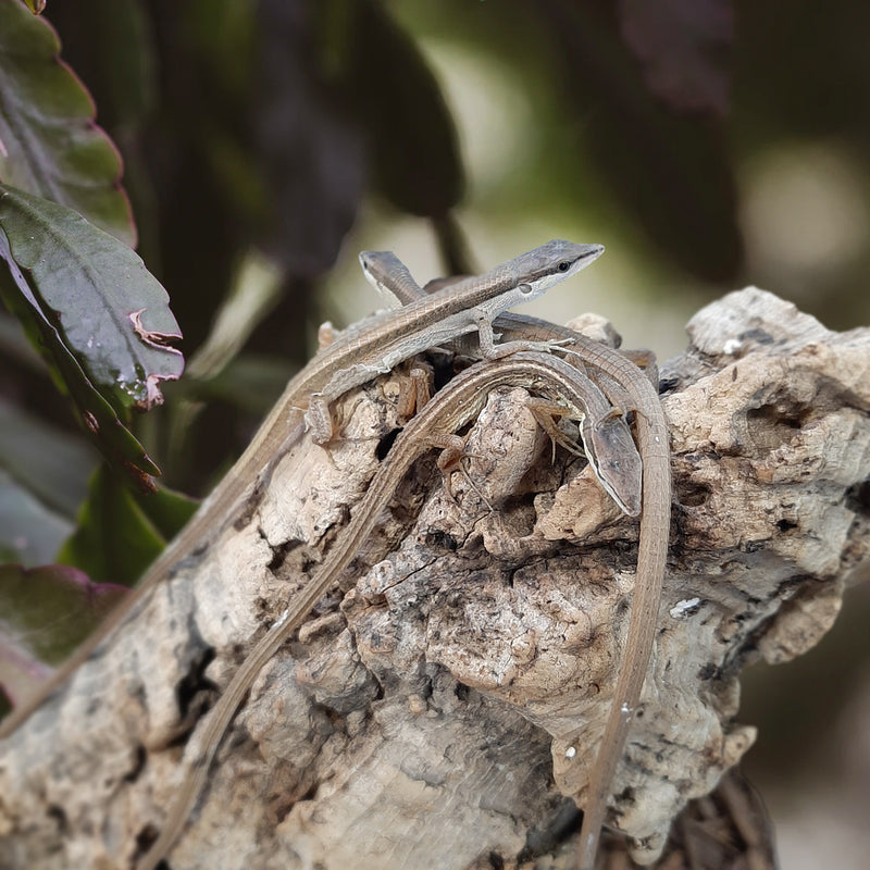 Long Tail Grass Lizard