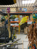 Hand-Tame Lovebirds - Assorted Colors -