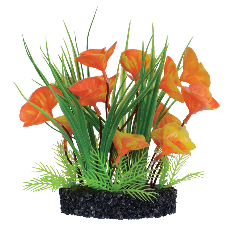 UT Luna Lily Bush - 7" - Aquarium Plant