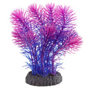 Magenta Cabomba - Plant - 2.75" x 2.75" x 6"