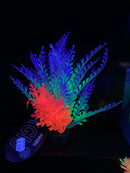 Marina iGlo Plant - 14 cm (5.5 in)