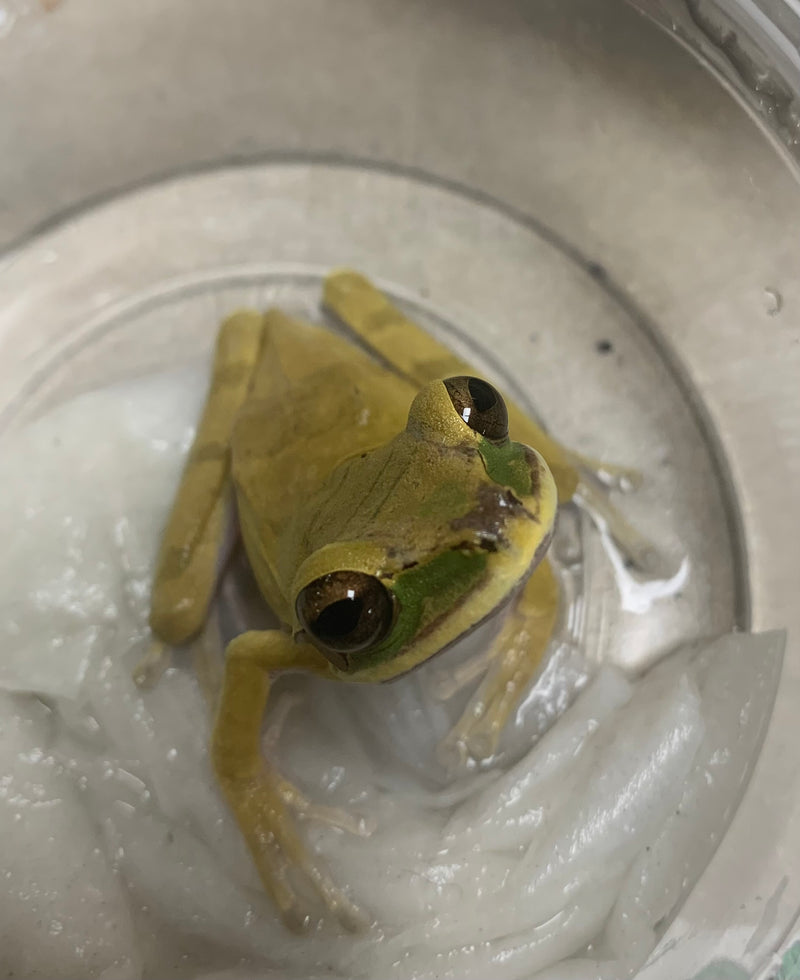 Masked Treefrog (Smilisca phaeota)