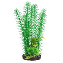 Mayaca - Green Plant 12"