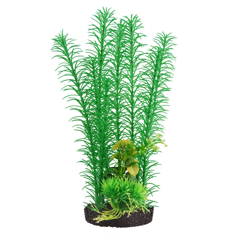 Mayaca - Green Plant 12"